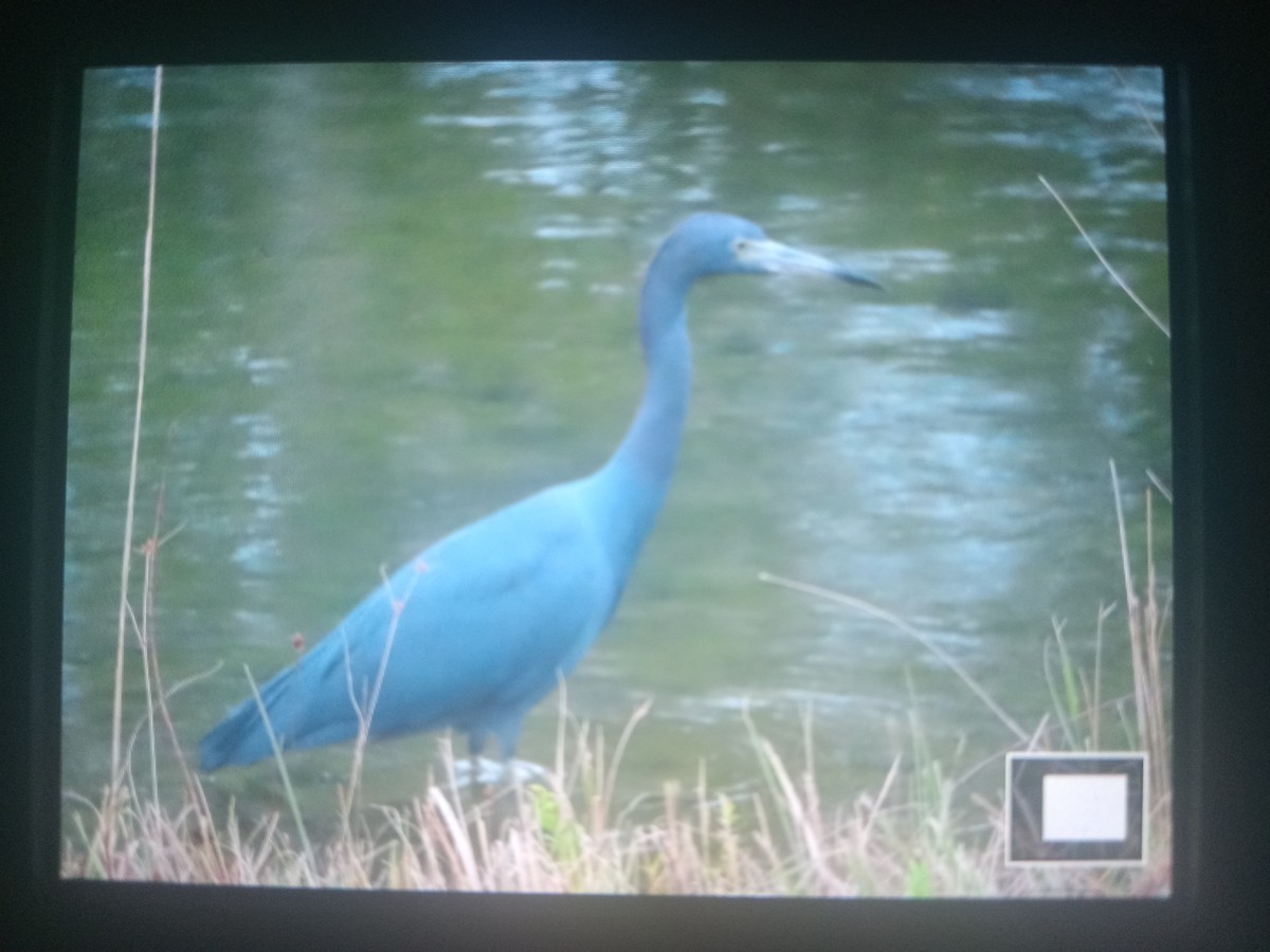 Little Blue Heron - CarolAnn MacInnes