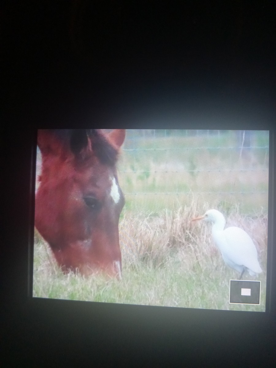 Western Cattle Egret - CarolAnn MacInnes