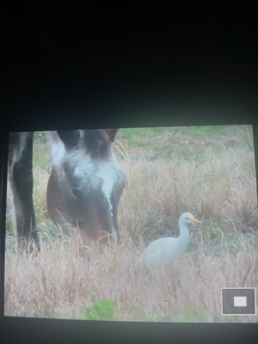 Western Cattle Egret - ML613959422