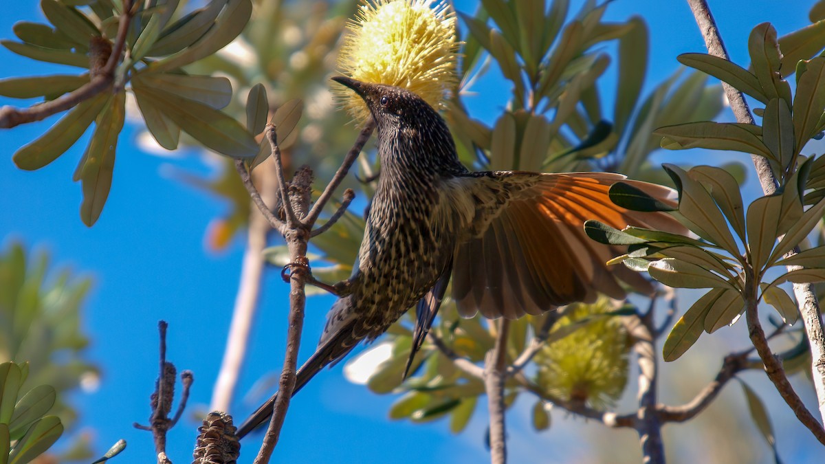 Little Wattlebird - ML613959454