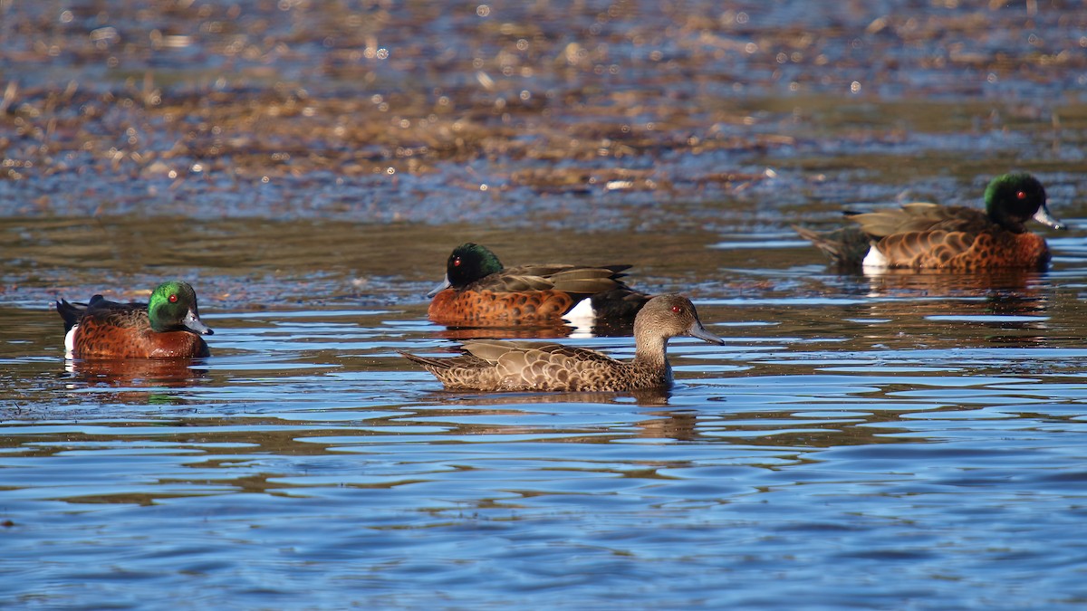 Chestnut Teal - ML613959459