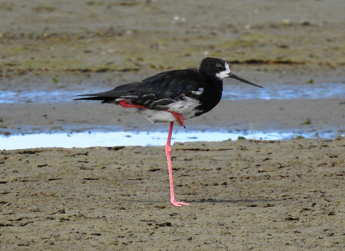 Pied x Black Stilt (hybrid) - ML613959462