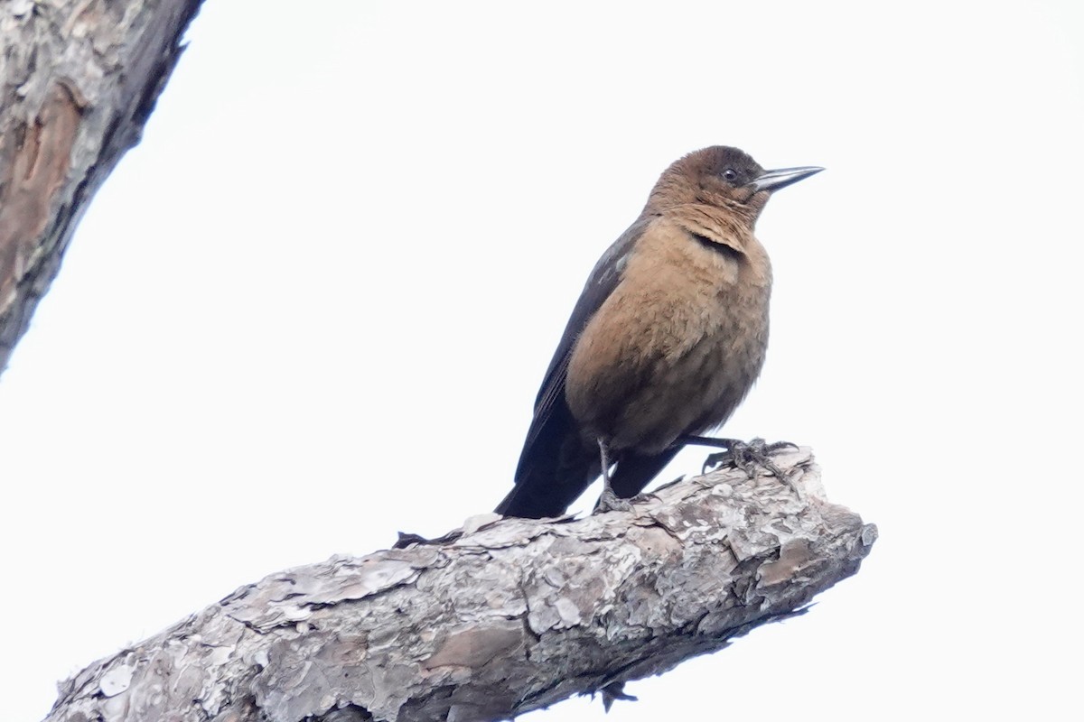 Boat-tailed Grackle - ML613959468