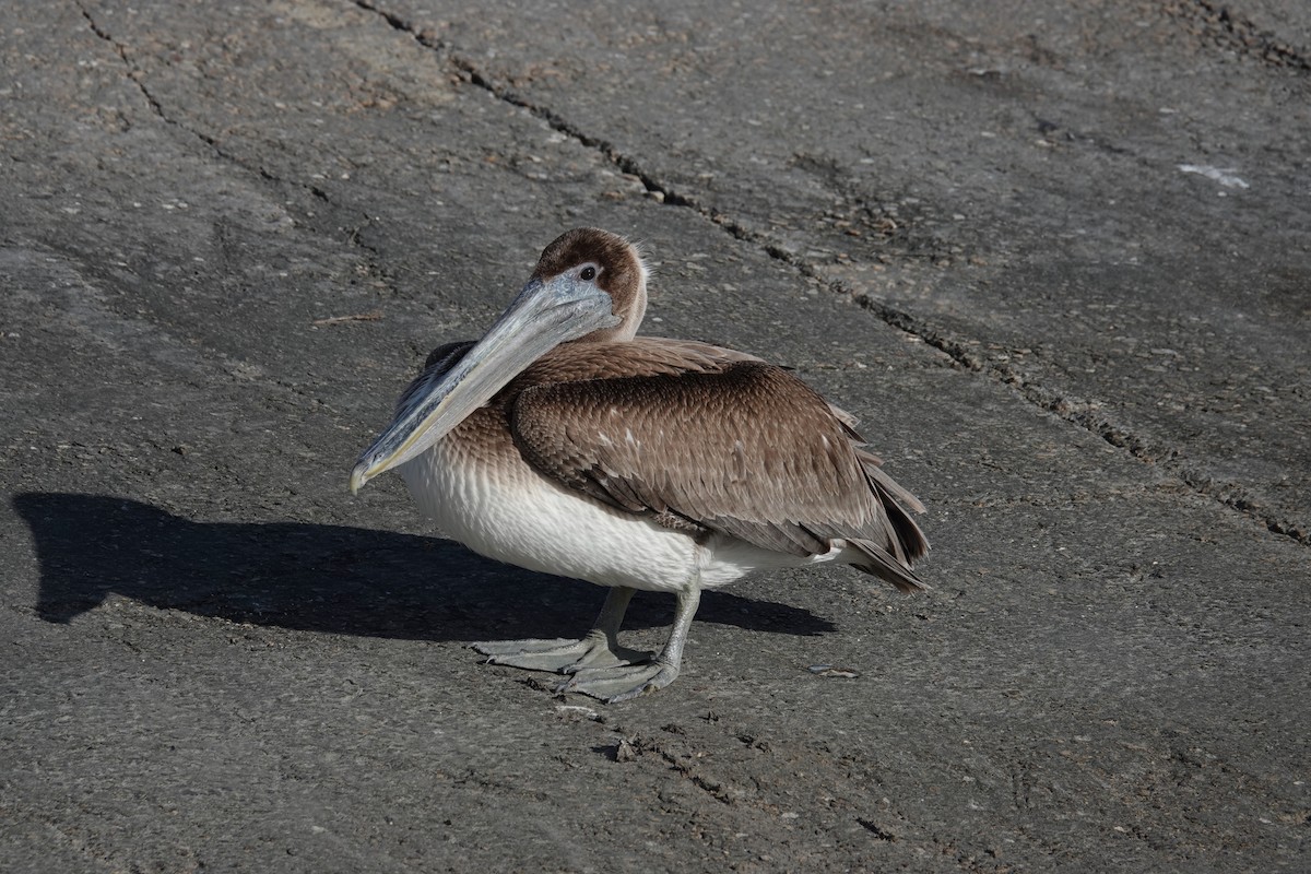 pelikán hnědý - ML613959475