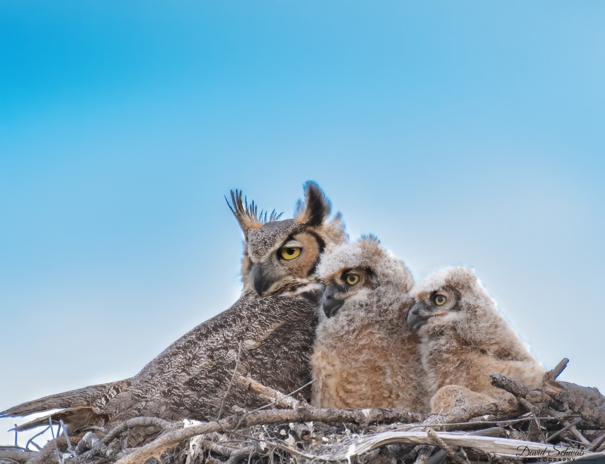 Great Horned Owl - David  S