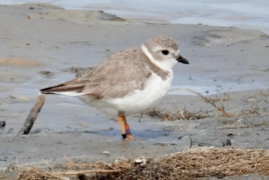 Piping Plover - ML613959562