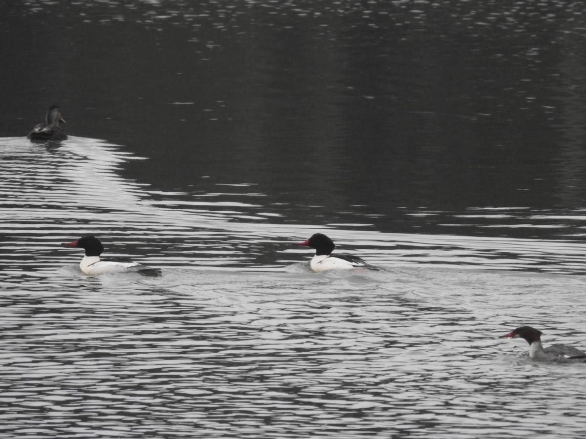 Common Merganser - Bynum Jackson