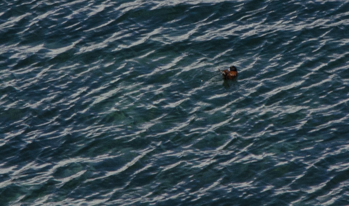 Andean Duck - ML613959633