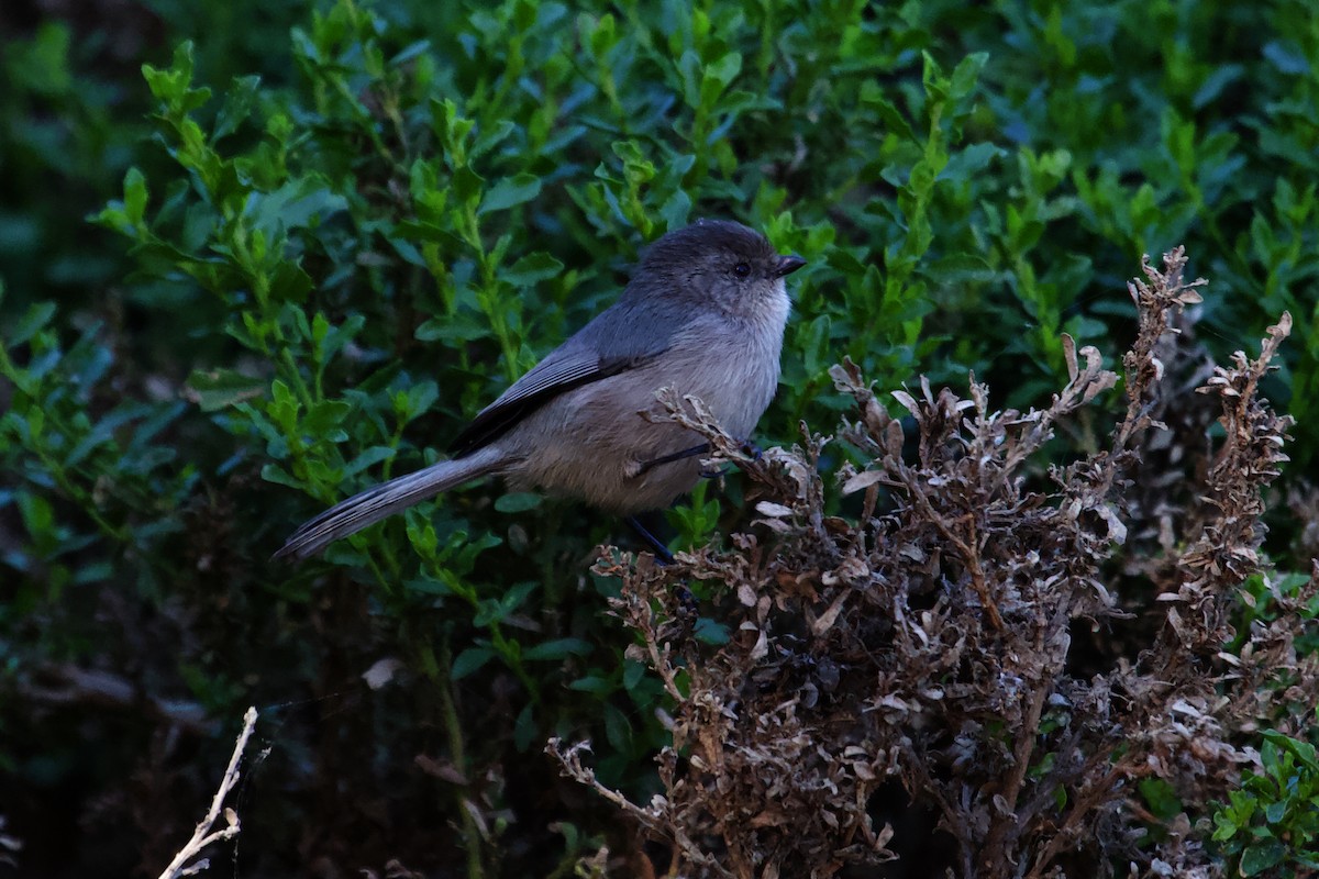 Bushtit - ML613959647