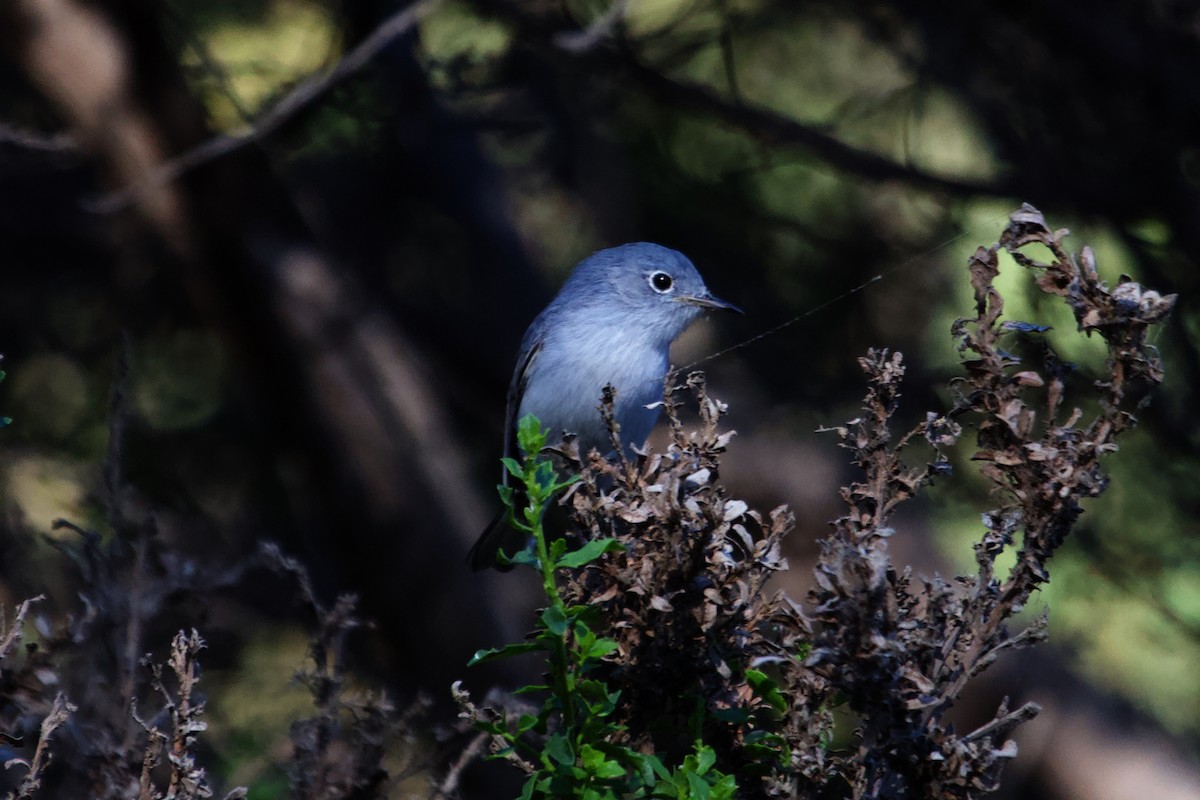 Blue-gray Gnatcatcher - ML613959649