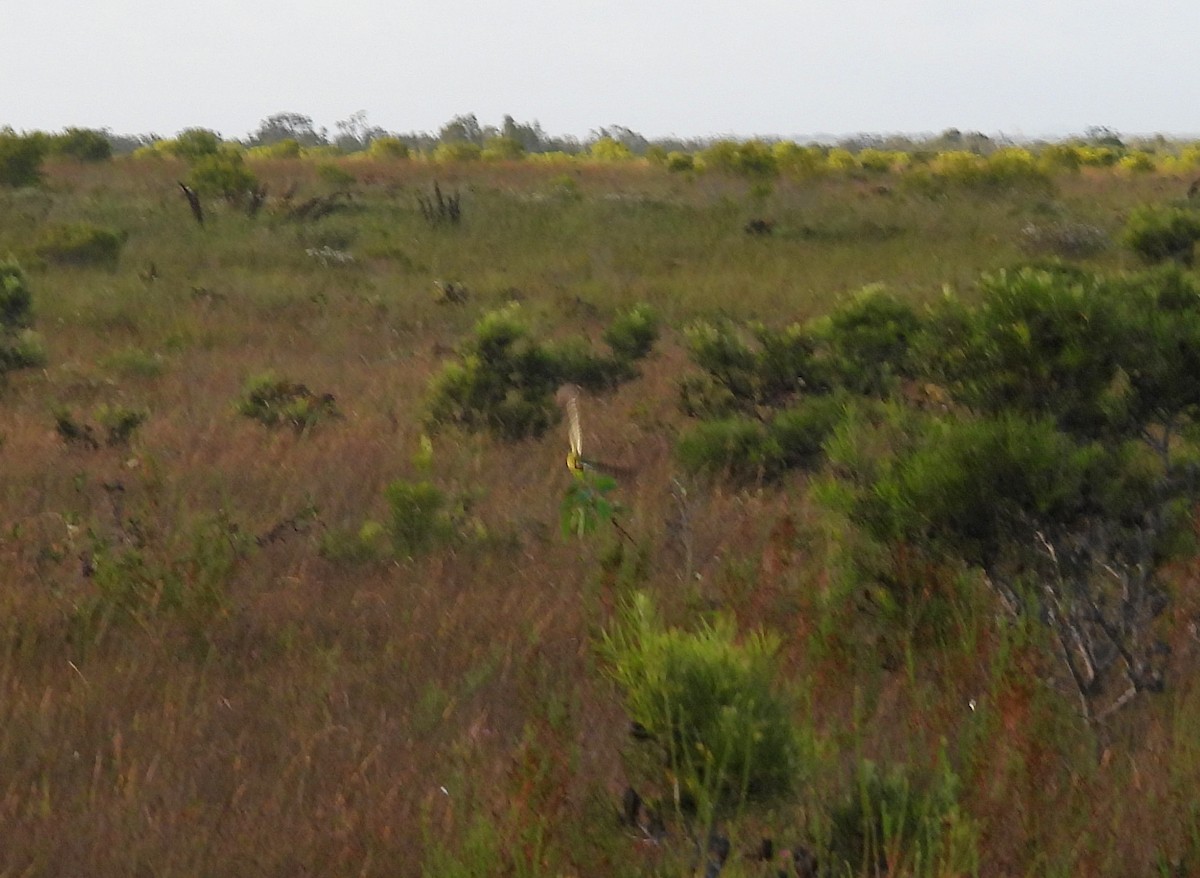 Ground Parrot - ML613959660