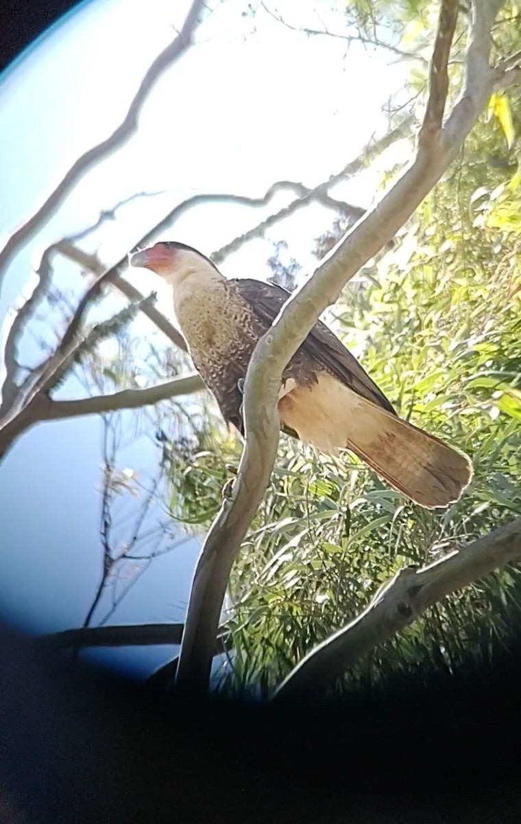 Caracara huppé - ML613959665