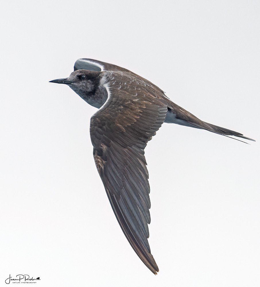 Sooty Tern - ML613959685