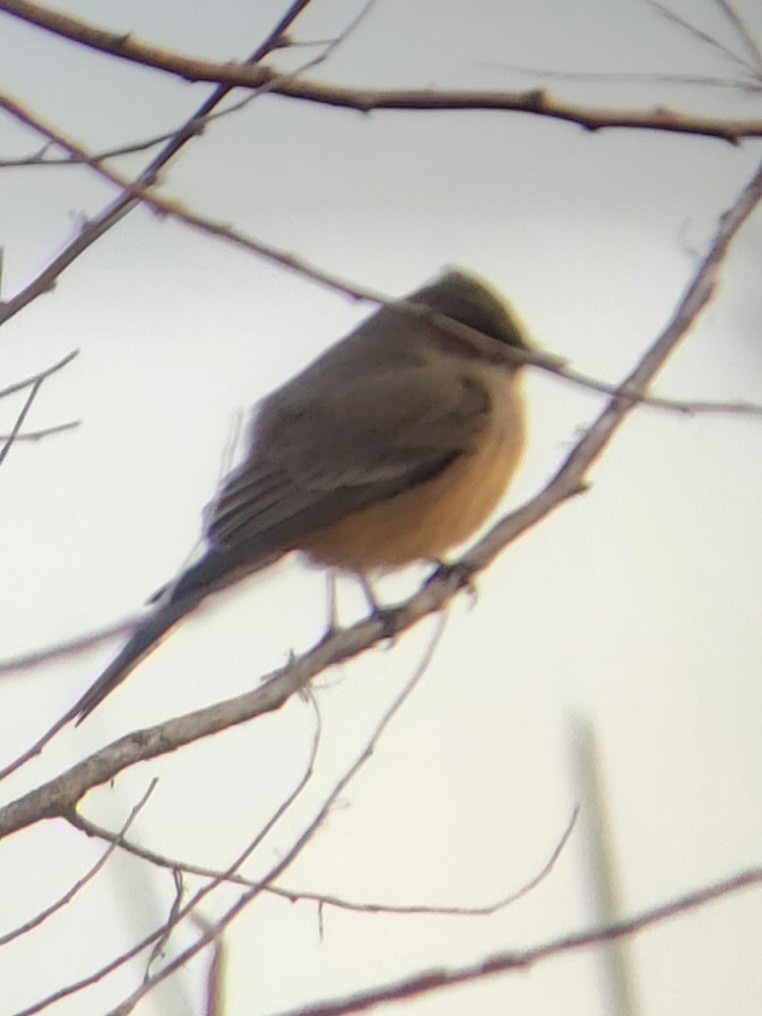 Say's Phoebe - Dan Boyden