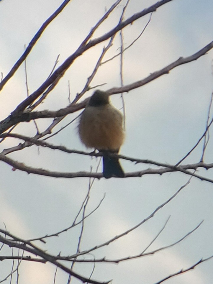 Say's Phoebe - Dan Boyden