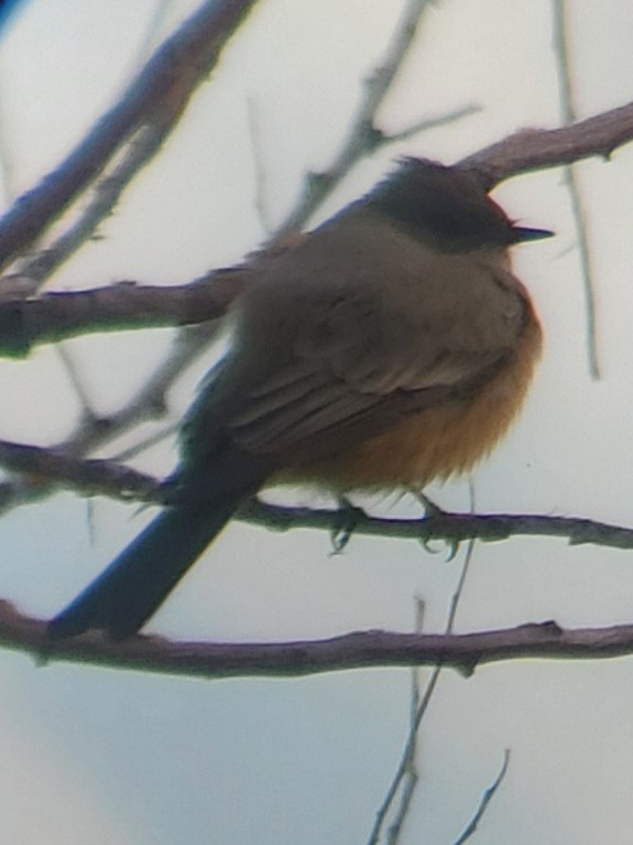 Say's Phoebe - Dan Boyden