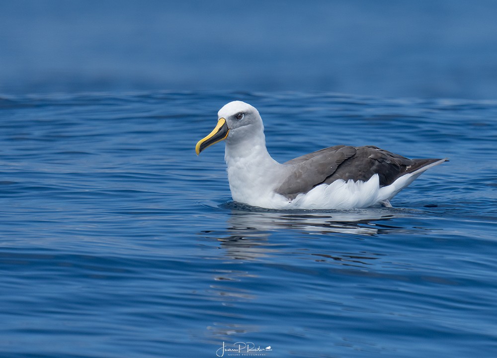 Albatros de Buller - ML613959727