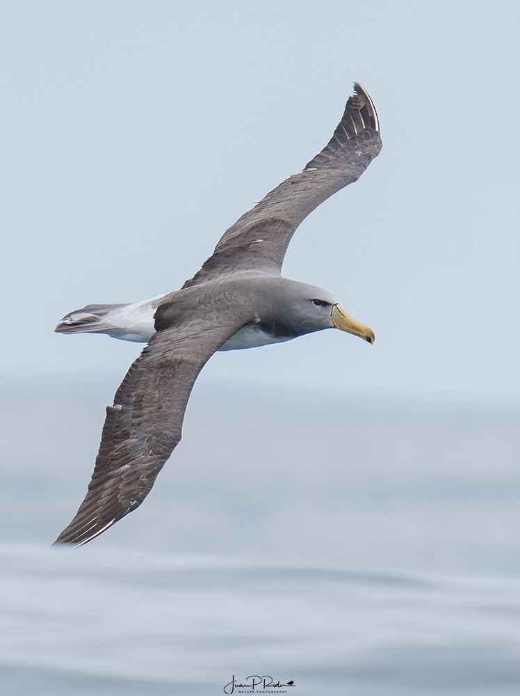Albatros de las Chatham - ML613959732