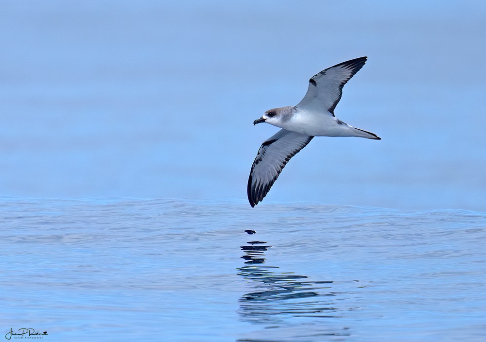 Petrel Chileno - ML613959747