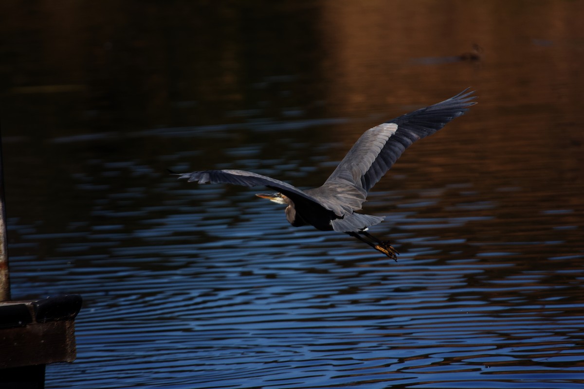 volavka velká - ML613959761