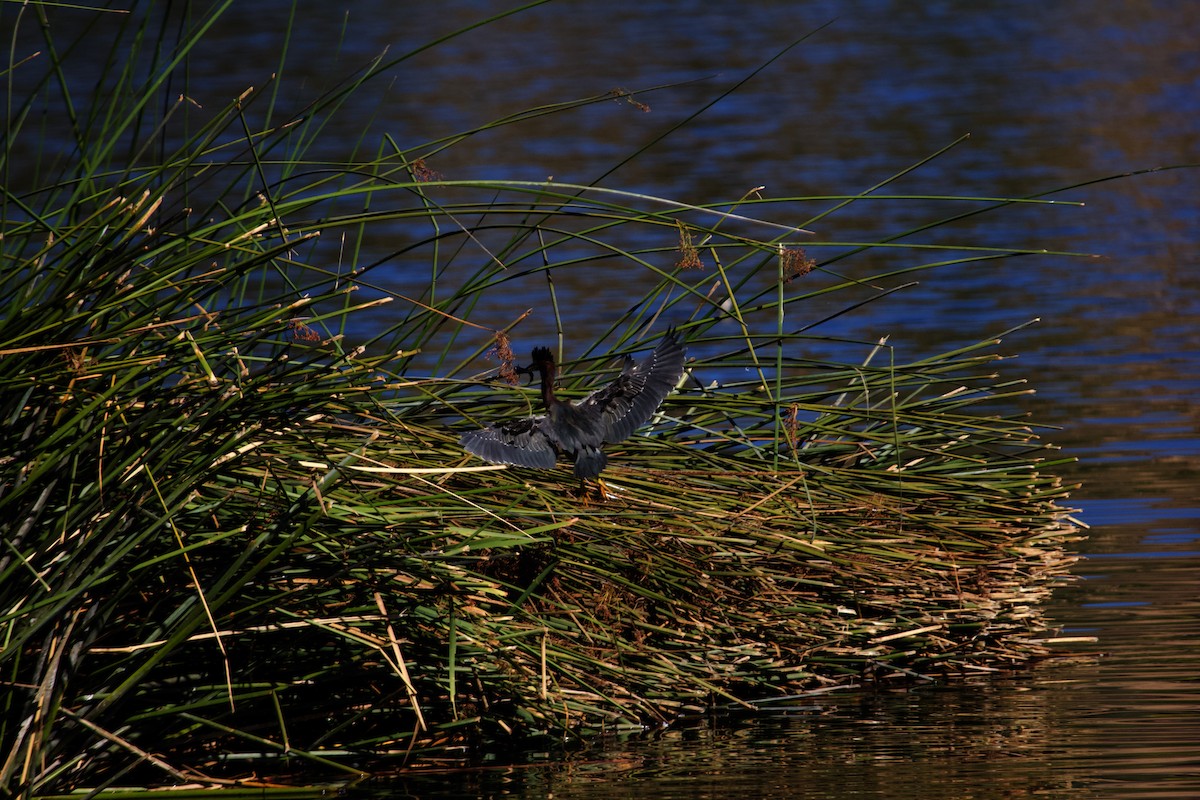 Green Heron - ML613959763
