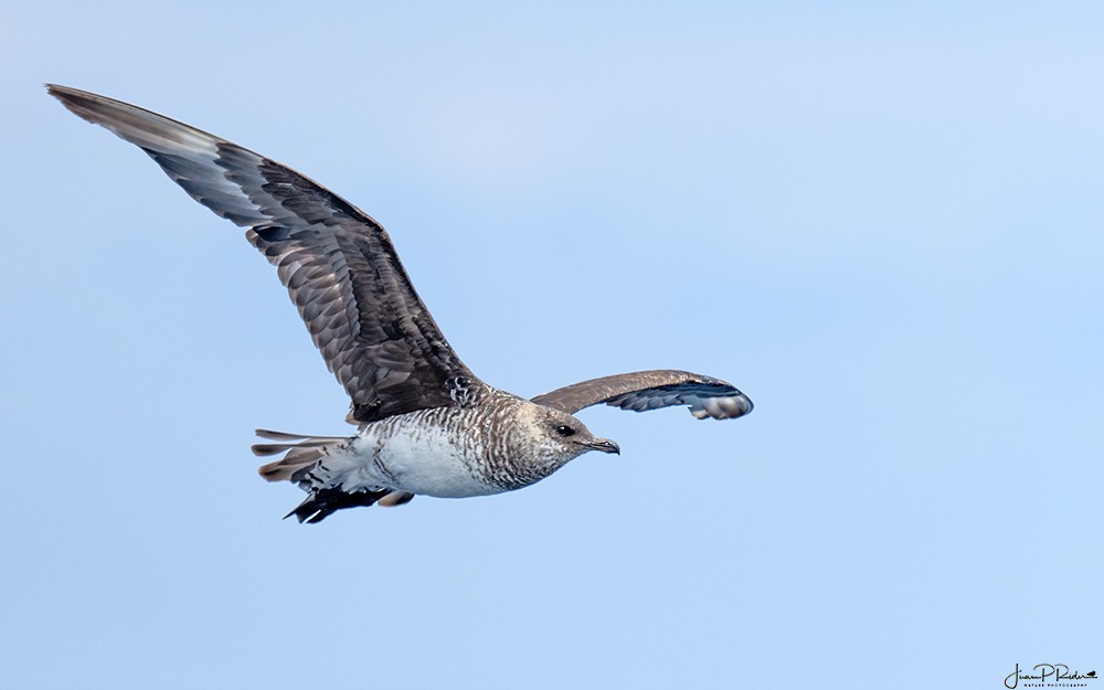 Pomarine Jaeger - ML613959765