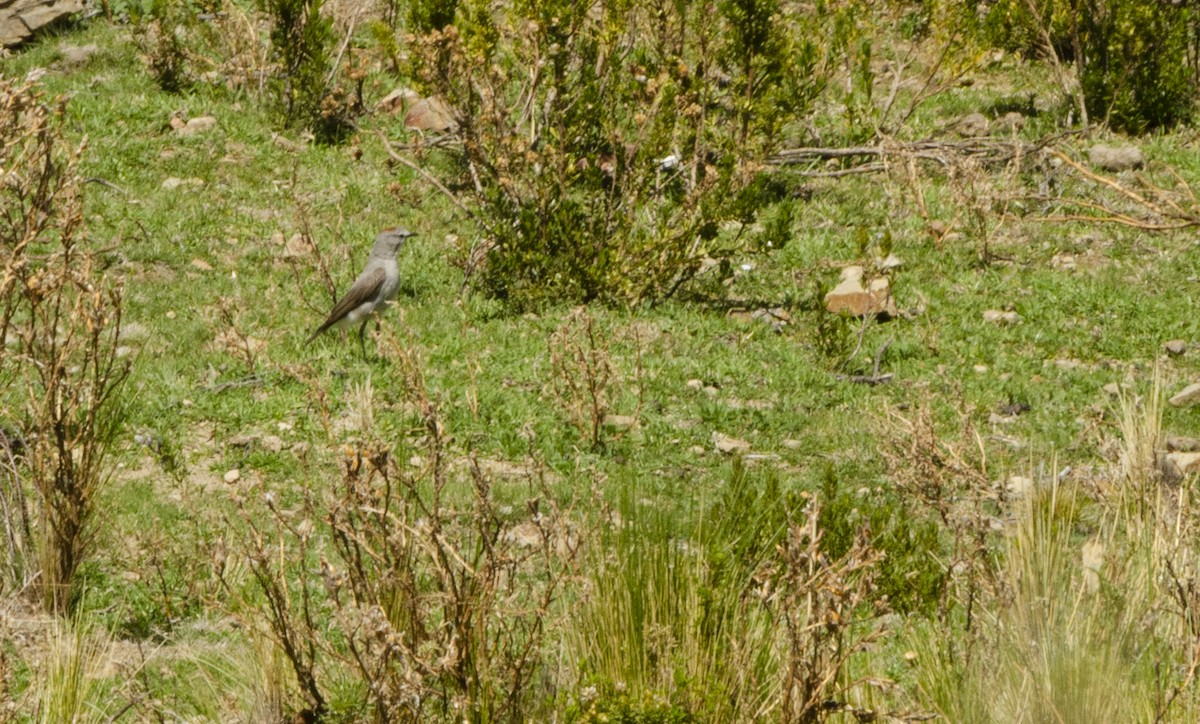 Rufous-naped Ground-Tyrant - ML613959793