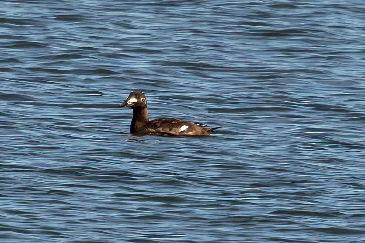 White-winged Scoter - ML613959835