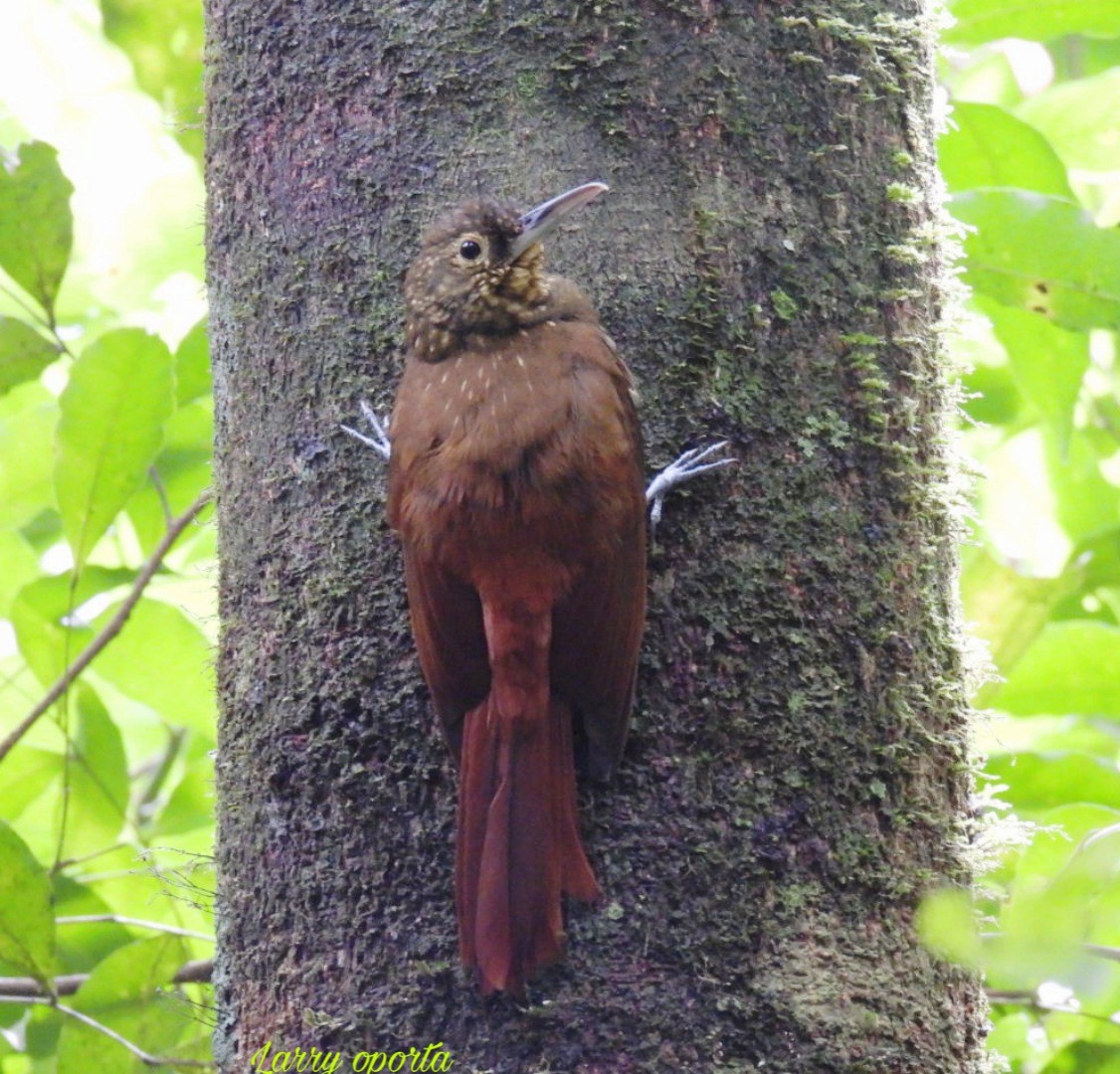 Spotted Woodcreeper - Larry josue Rayo oporta