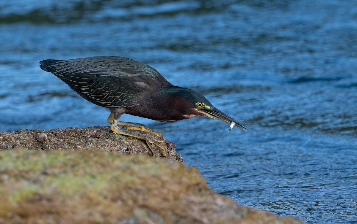 Green Heron - ML613959887