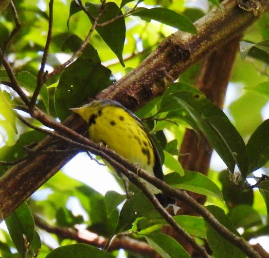 Magnolia Warbler - Larry josue Rayo oporta