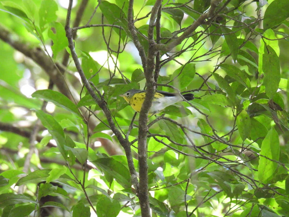 Magnolia Warbler - Larry josue Rayo oporta