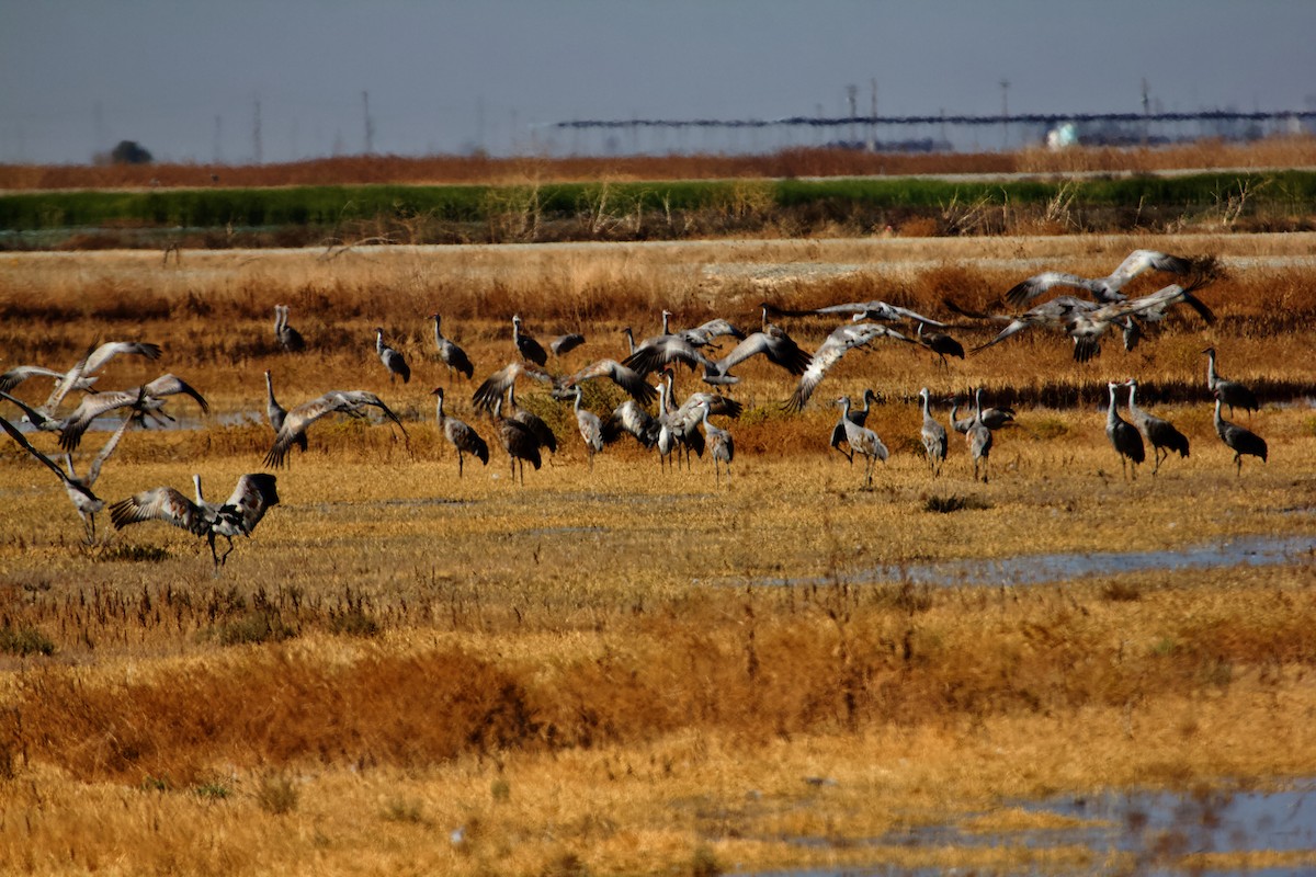 Sandhill Crane - ML613959903