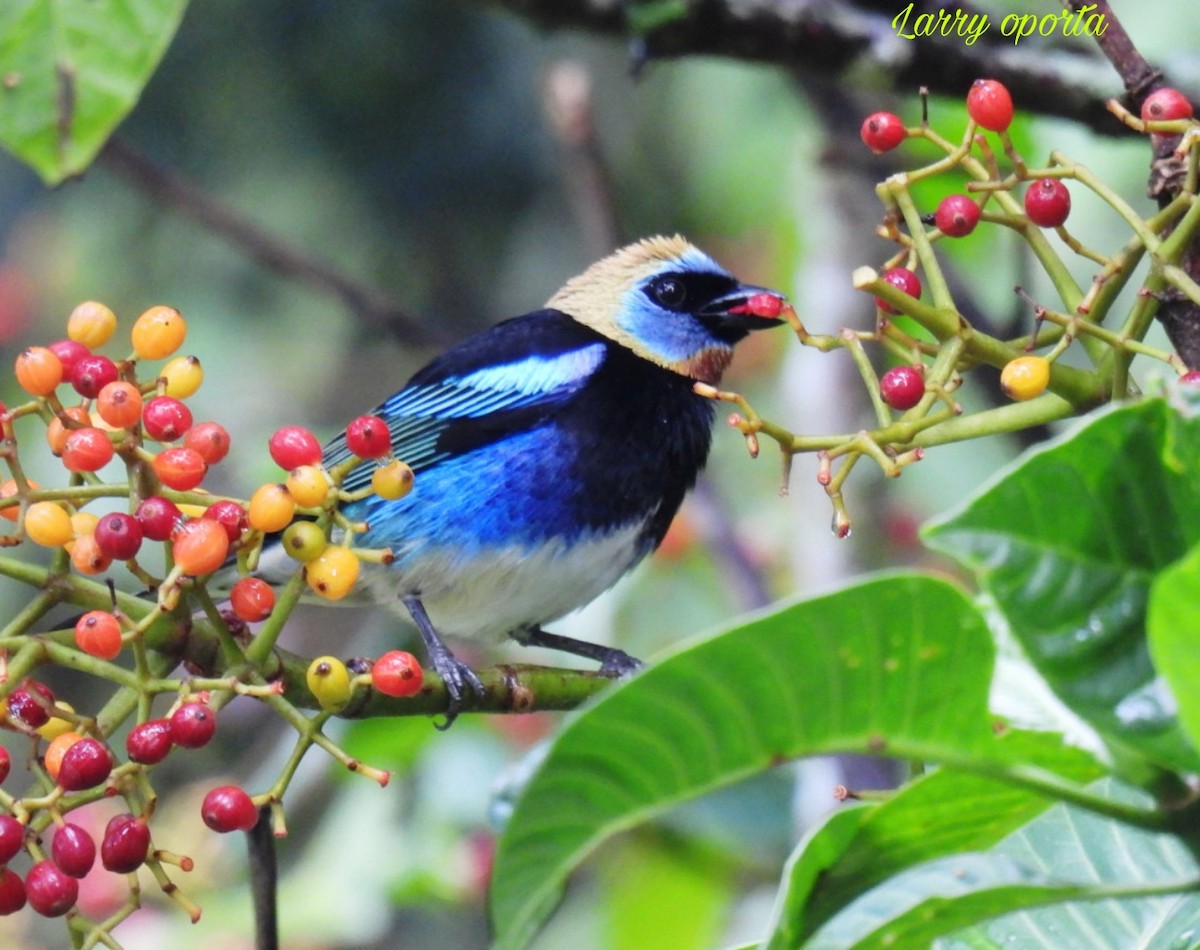 Golden-hooded Tanager - Larry josue Rayo oporta