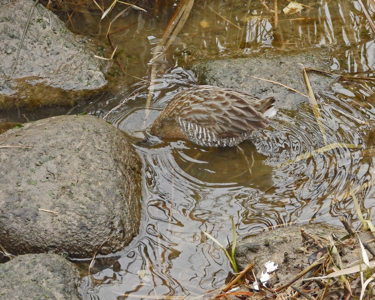 Clapper Rail - ML613959957