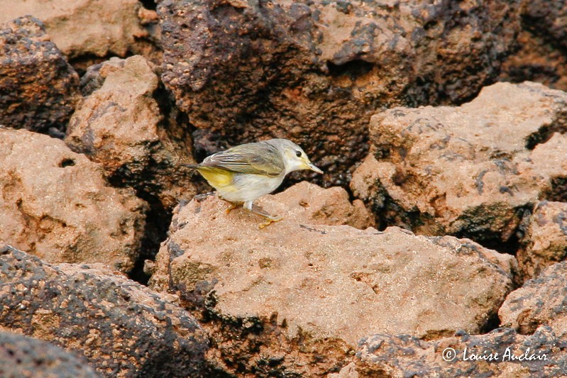 Northern/Mangrove Yellow Warbler - ML61396011