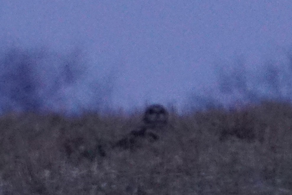 Short-eared Owl - Nicholas Rosner