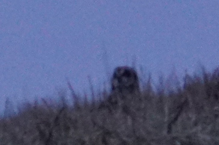 Short-eared Owl - Nicholas Rosner