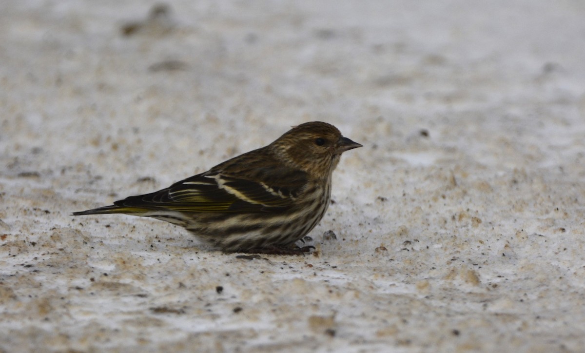 Pine Siskin - ML613960135