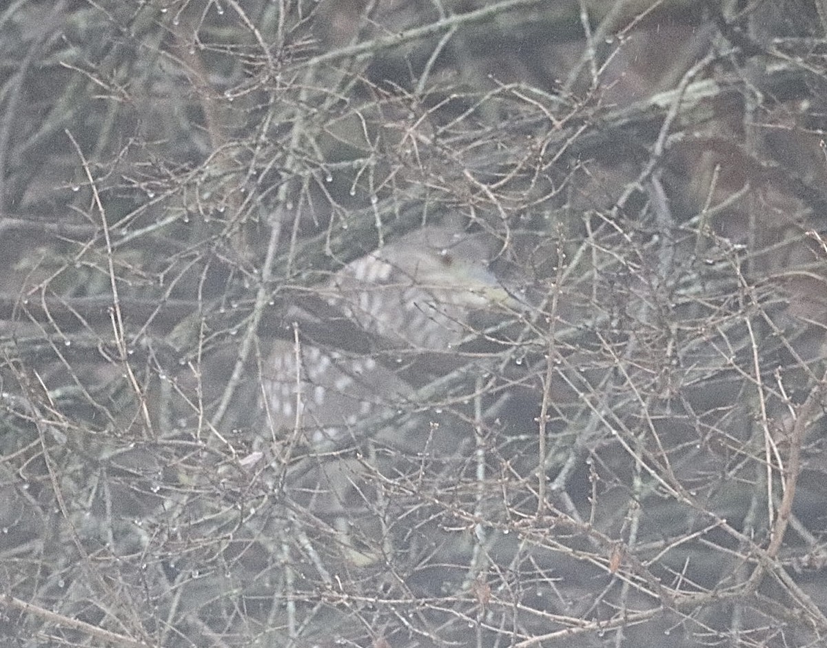 Black-crowned Night Heron - ML613960171