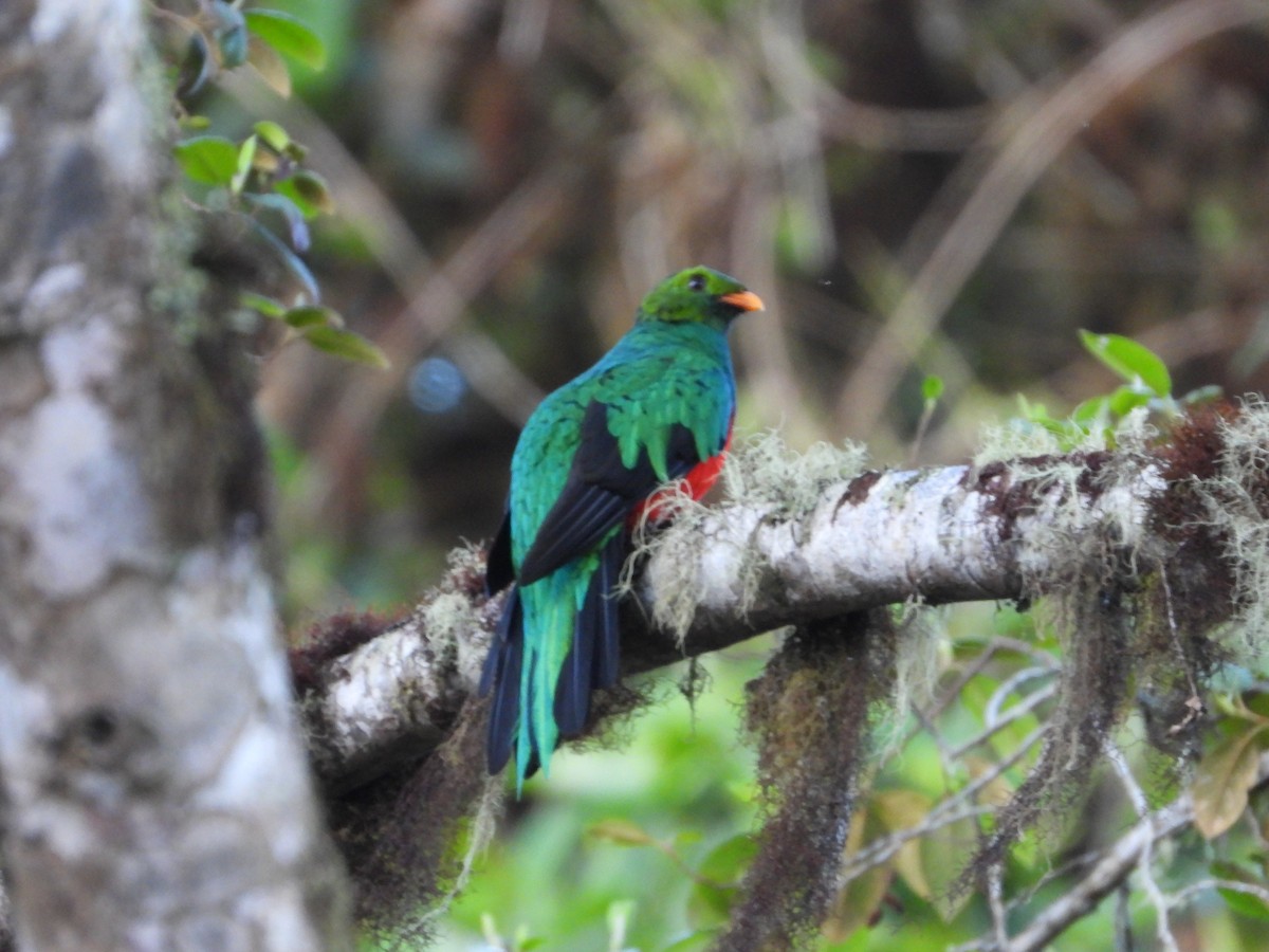 Quetzal Cabecidorado - ML613960190