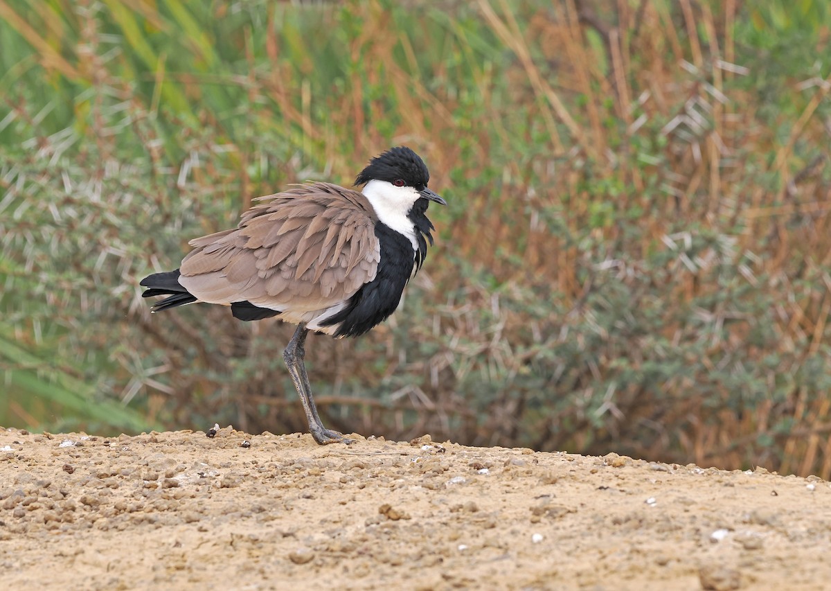 Spur-winged Lapwing - ML613960209