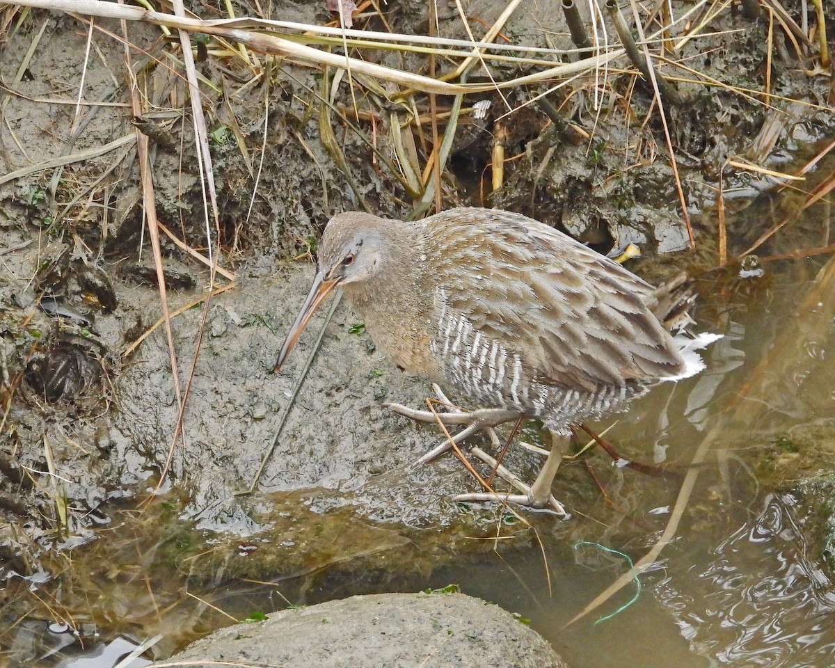 Clapper Rail - ML613960225