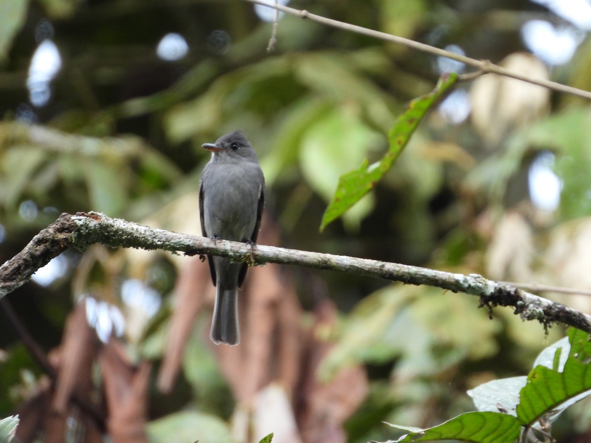 Smoke-colored Pewee - ML613960227