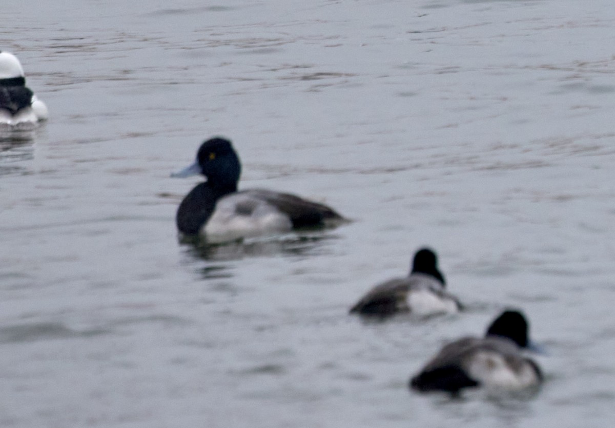 Lesser Scaup - ML613960235