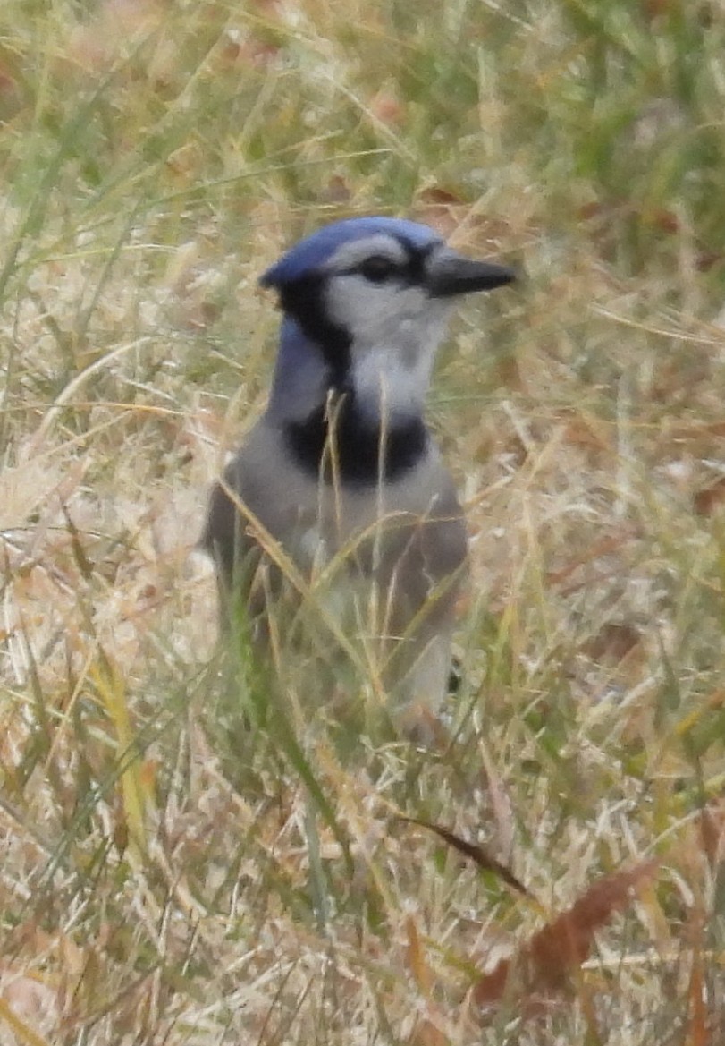 Blue Jay - ML613960246