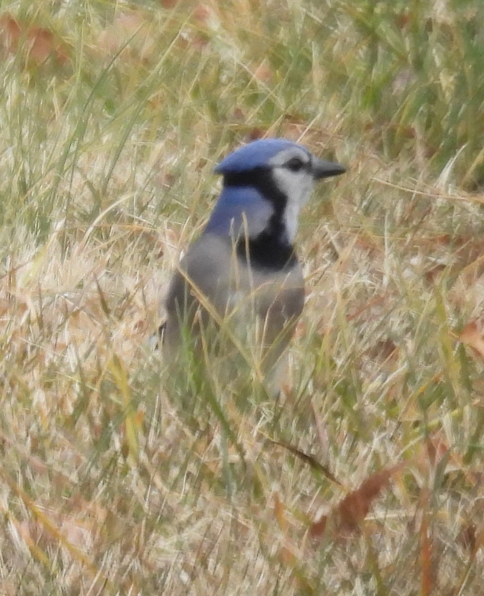 Blue Jay - ML613960247