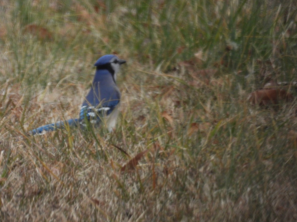 Blue Jay - ML613960249