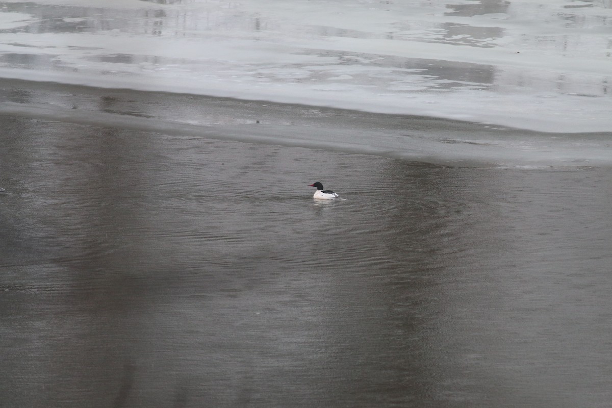 Common Merganser - ML613960297