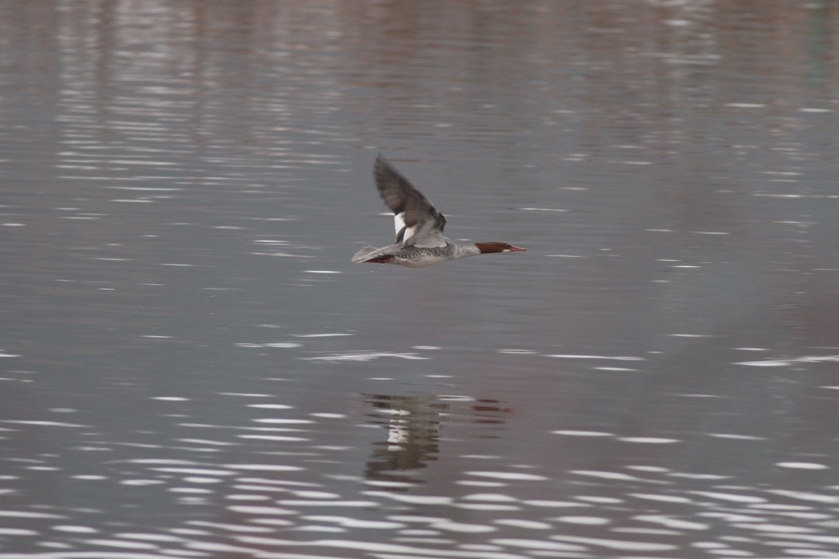 Common Merganser - ML613960298